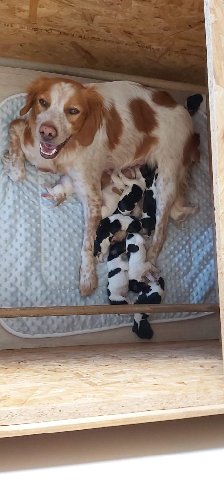 de la Côte d'Albâtre - Les chiots de Loustic et de Oxi sont nés.