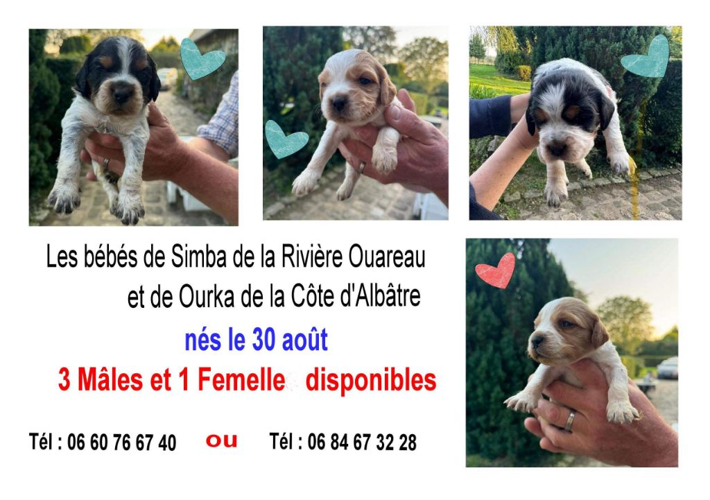 DES CHIOTS A RÉSERVER